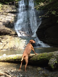 Jessie loves to hike with us.