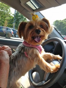 My puppy Abby thinks she can drive!