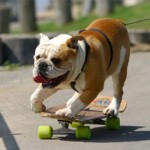 dog-skateboarding