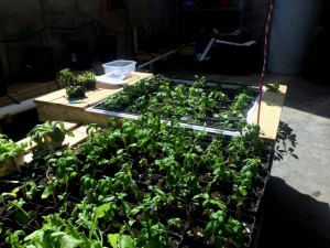 The still-growing basil plants after the first harvest